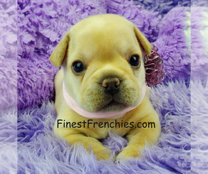 French Bulldog Puppy for sale in MARIONVILLE, MO, USA