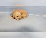 Small #6 Golden Retriever