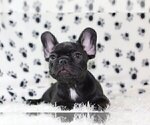 Small French Bulldog