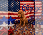 Small #5 Poodle (Standard)