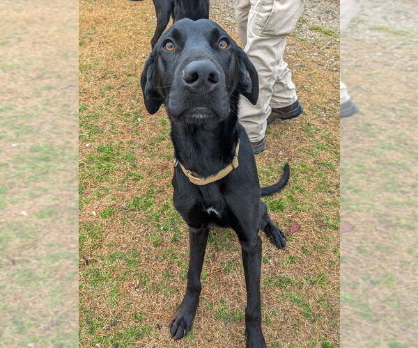 Medium Photo #9 Great Dane-Labrador Retriever Mix Puppy For Sale in Vail, AZ, USA