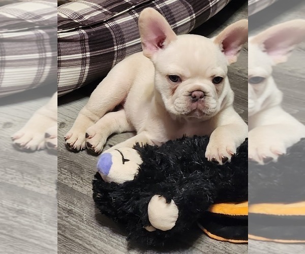 Medium Photo #3 French Bulldog Puppy For Sale in GREENWICH, OH, USA