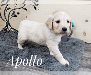 Goldendoodle Puppy for sale in CEDAR GAP, MO, USA