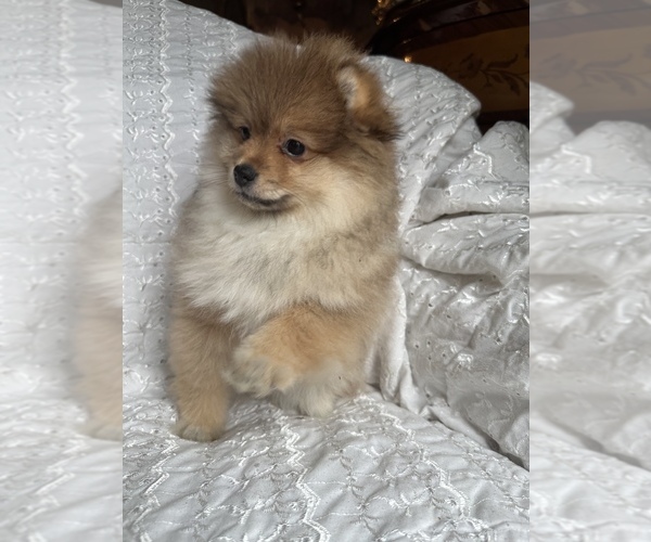 Medium Photo #2 Pomeranian Puppy For Sale in ARNOLD, MD, USA