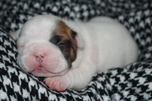 Medium Photo #1 French Bulldog Puppy For Sale in GAINESVILLE, GA, USA