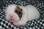 Small Photo #1 French Bulldog Puppy For Sale in GAINESVILLE, GA, USA