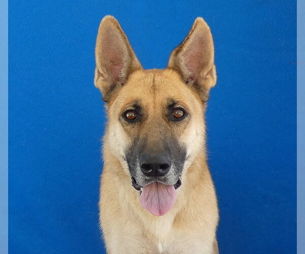 Medium Photo #1 German Shepherd Dog Puppy For Sale in Pasadena, CA, USA