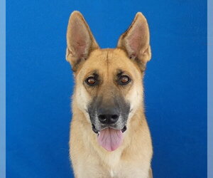 German Shepherd Dog Dogs for adoption in Pasadena, CA, USA