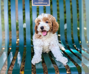 Cockalier-Poodle (Toy) Mix Puppy for sale in SACRAMENTO, CA, USA