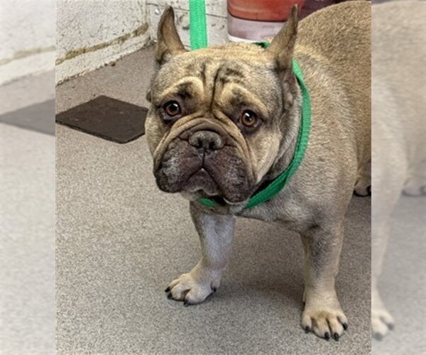 Medium Photo #1 French Bulldog Puppy For Sale in San Bernardino, CA, USA