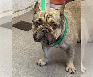 French Bulldog Dogs for adoption in San Bernardino, CA, USA