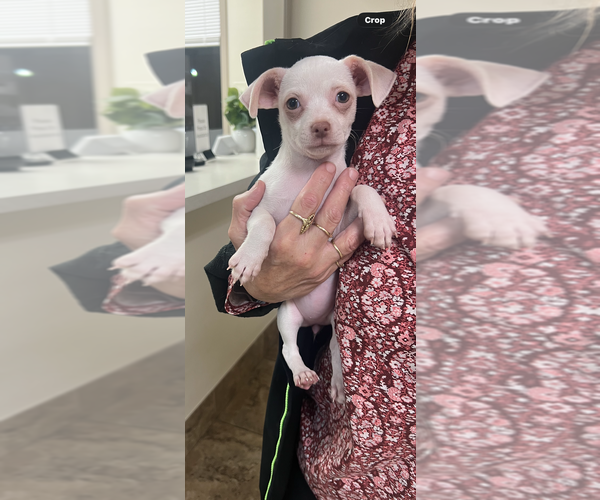 Medium Photo #1 Chihuahua-Unknown Mix Puppy For Sale in Brewster, NY, USA