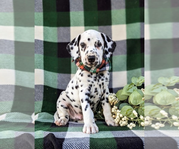 Medium Photo #4 Dalmatian Puppy For Sale in QUARRYVILLE, PA, USA