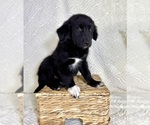 Small #2 Golden Shepherd
