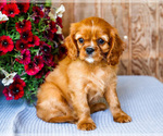 Small #5 Cavalier King Charles Spaniel