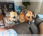 Small #10 German Shepherd Dog
