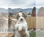 Puppy 5 Poodle (Standard)