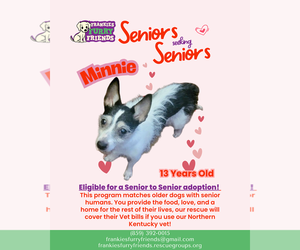 Miniature Schnauzer-Unknown Mix Dogs for adoption in Alexandria, KY, USA