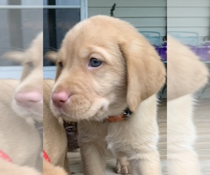 Labrador Retriever Puppy for sale in SPOTSYLVANIA, VA, USA