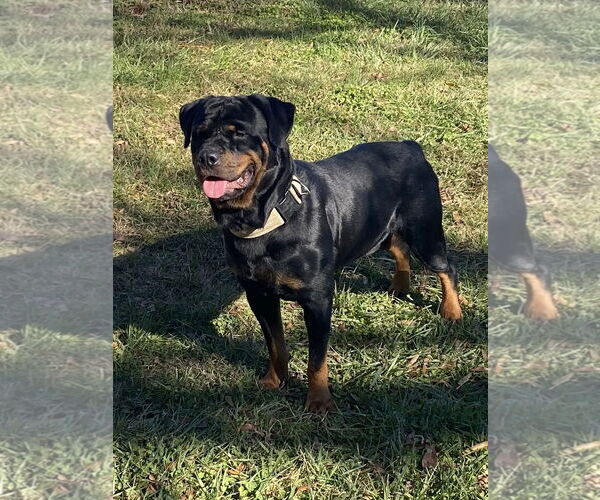 Medium Photo #5 Rottweiler Puppy For Sale in Mooresville, NC, USA