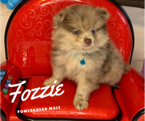 Pomeranian Puppy for sale in TRAFALGAR, IN, USA