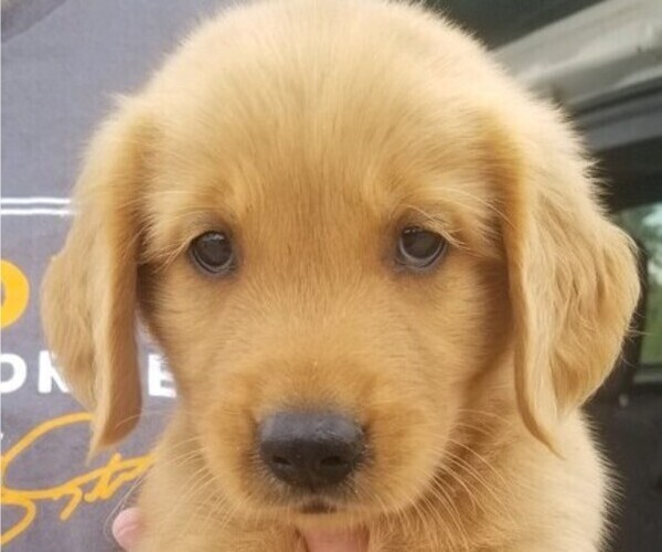 Medium Photo #1 Golden Retriever Puppy For Sale in KNOXVILLE, TN, USA