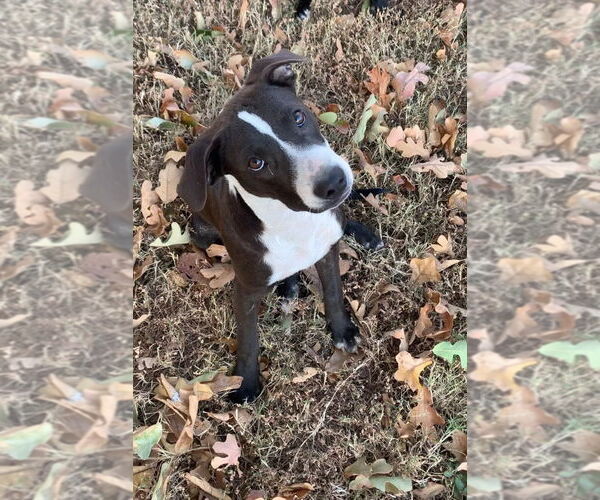 Medium Photo #2 Labrador Retriever-Mountain Cur Mix Puppy For Sale in Claremore, OK, USA