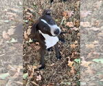 Small #1 Labrador Retriever-Mountain Cur Mix
