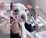 Small #2 American Staffordshire Terrier-Labrador Retriever Mix