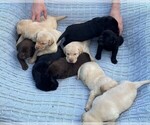 Small Photo #3 Labrador Retriever Puppy For Sale in ARLINGTON, VA, USA