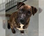 Small #3 American Pit Bull Terrier Mix