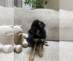 German Shepherd Dog Puppy for Sale in FALMOUTH, Virginia USA