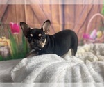 Small Photo #2 French Bulldog Puppy For Sale in POWHATAN, VA, USA