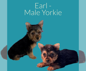 Yorkshire Terrier Puppy for sale in AZLE, TX, USA