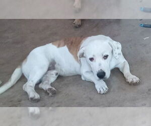 American Staffordshire Terrier-Unknown Mix Dogs for adoption in San Antonio, TX, USA