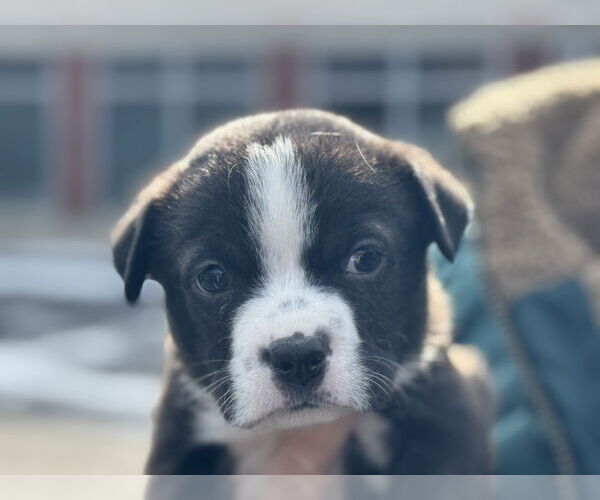 Medium Photo #1 American Staffordshire Terrier Puppy For Sale in Holly Springs, NC, USA