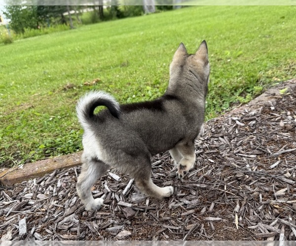 Medium Photo #13 Alaskan Klee Kai-Pomsky Mix Puppy For Sale in ATHENS, WI, USA