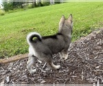Small #12 Alaskan Klee Kai-Pomsky Mix