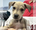 Small Retriever Mix