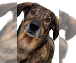 Small #3 German Shepherd Dog Mix