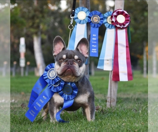 Medium Photo #1 French Bulldog Puppy For Sale in FULLERTON, CA, USA