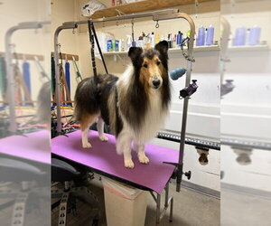 Collie Dogs for adoption in Pueblo West, CO, USA