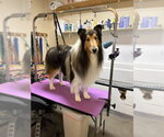 Spirit - Male Collie Dog for Adoption - Small photo