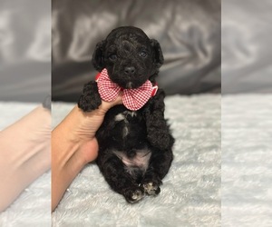 Poodle (Toy) Puppy for sale in CAMPBELLSVILLE, KY, USA