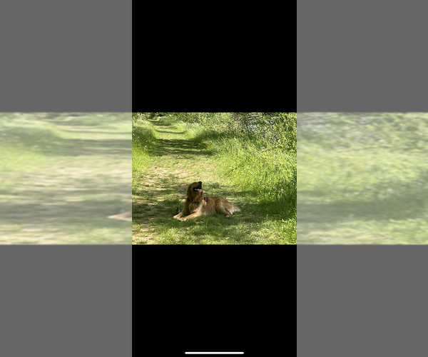 Medium Photo #1 Golden Retriever Puppy For Sale in KNOXVILLE, TN, USA