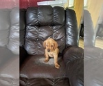 Small #1 Golden Retriever