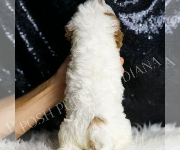 Medium Photo #3 Cavapoo Puppy For Sale in WARSAW, IN, USA