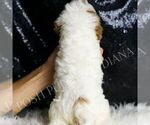 Small #2 Cavapoo