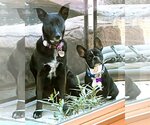 Small Photo #5 French Bulldog Puppy For Sale in Corona, CA, USA
