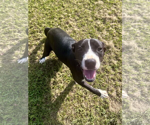 Medium Photo #2 Mutt Puppy For Sale in Eastman, GA, USA